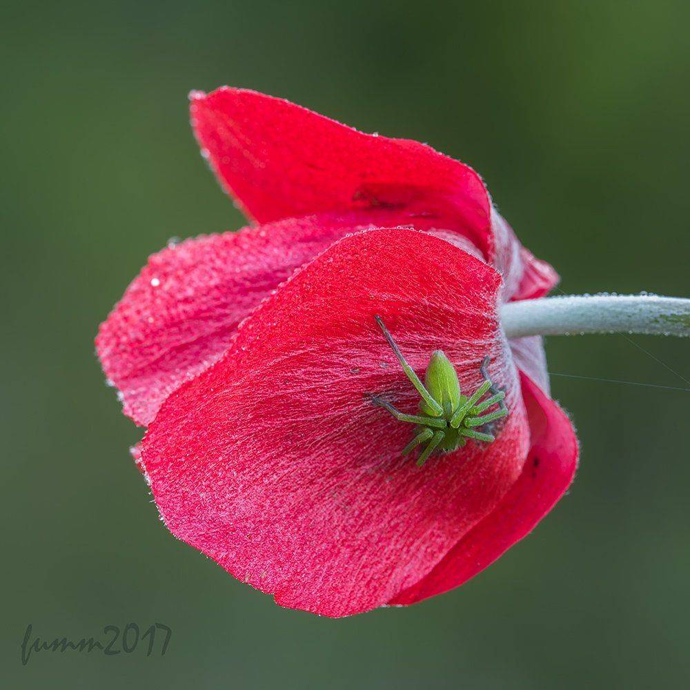 , Игорь ФУММ