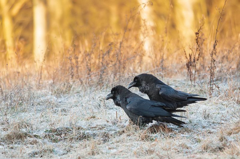 Para. фото превью