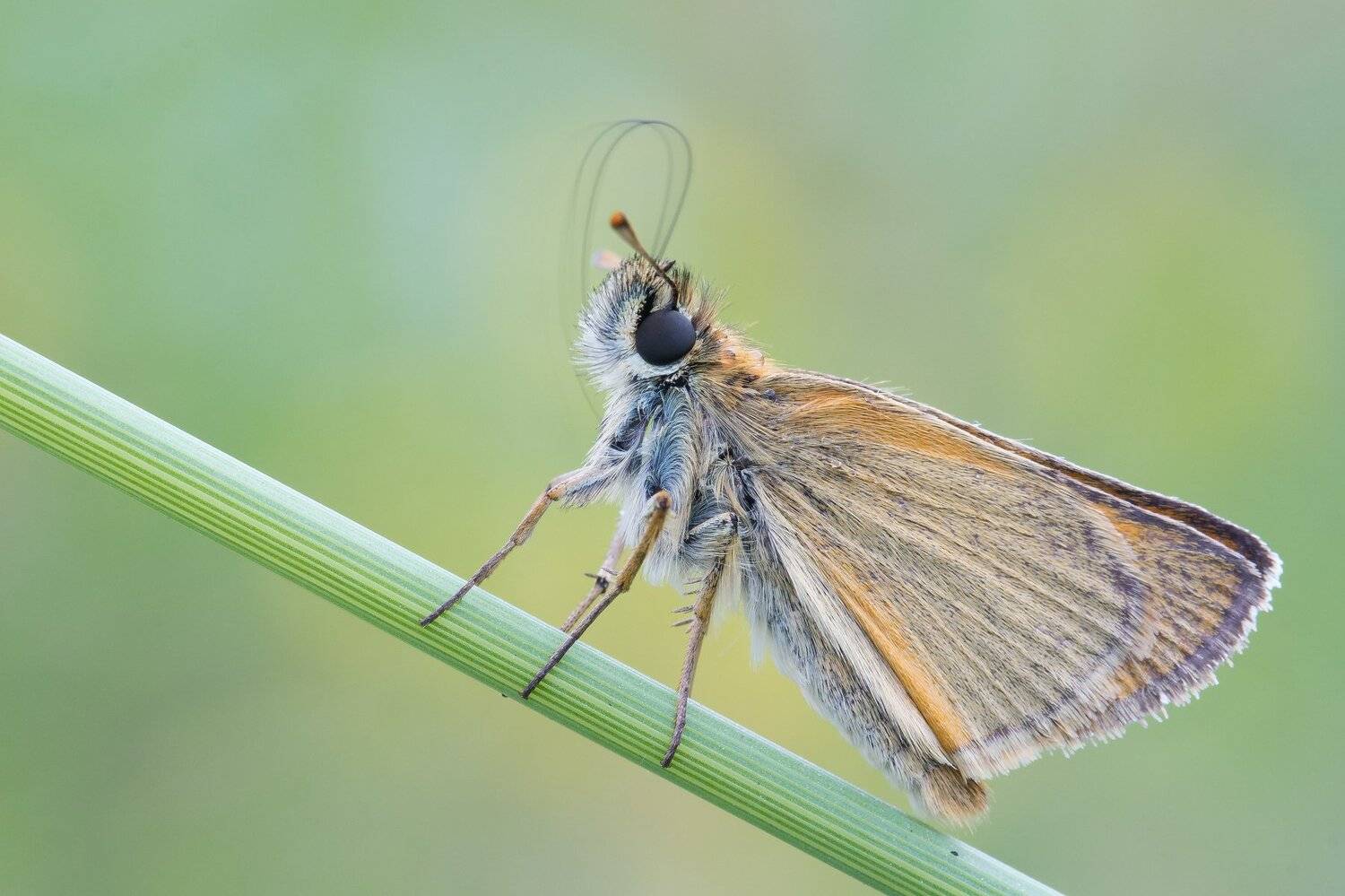 , Krystian Szuflitowski