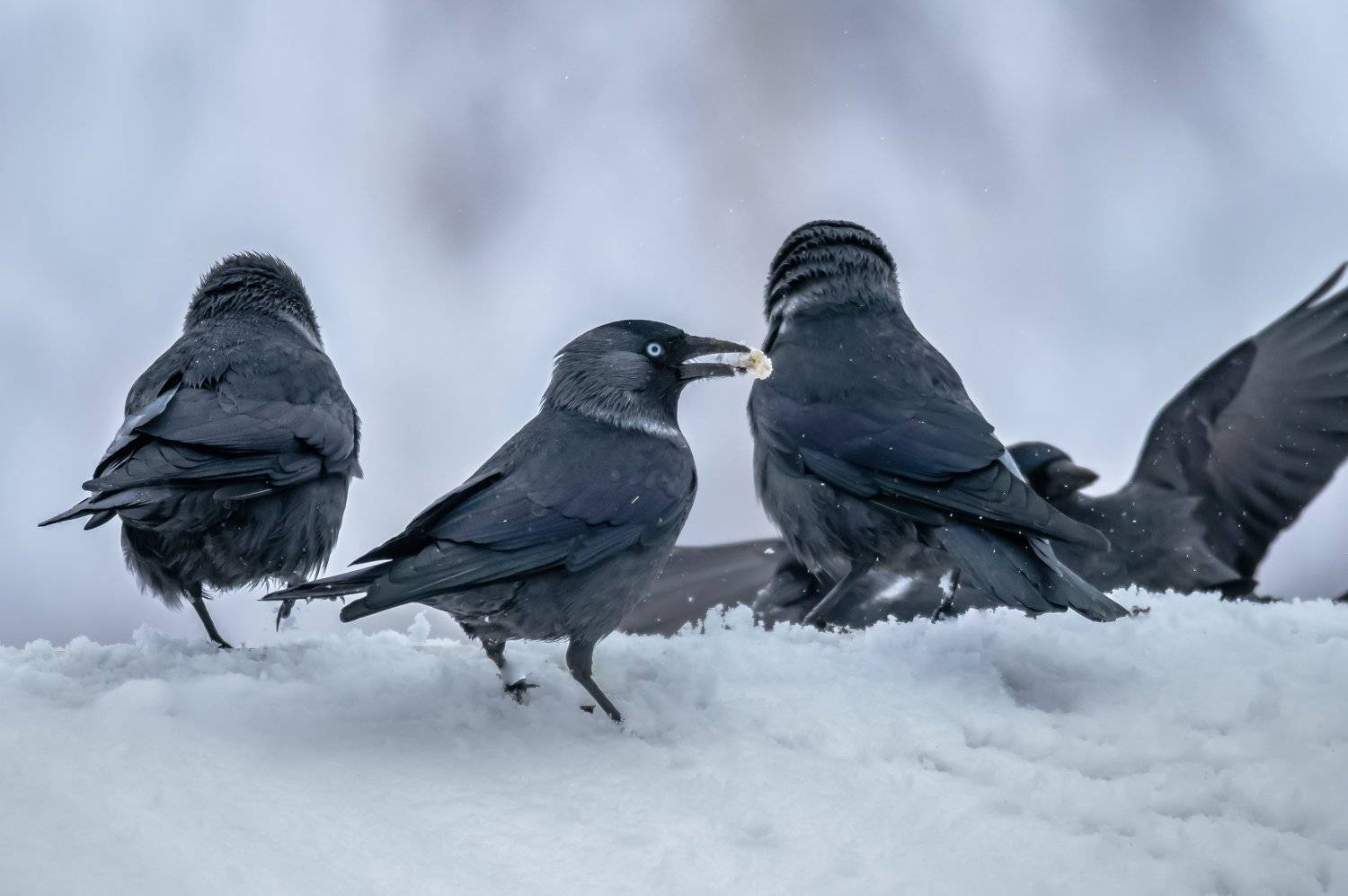 галки, птицы, снег, зима, снегопад, гуляния, праздник,corvus monedula, Ксения Соварцева