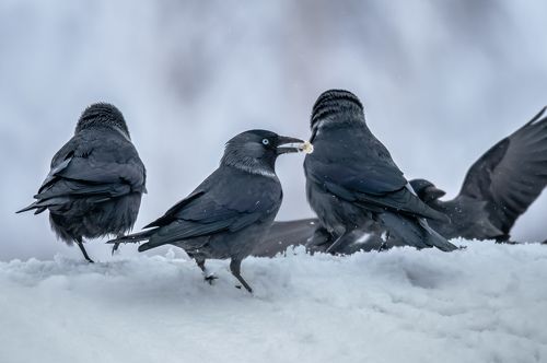 Галочьи гуляния