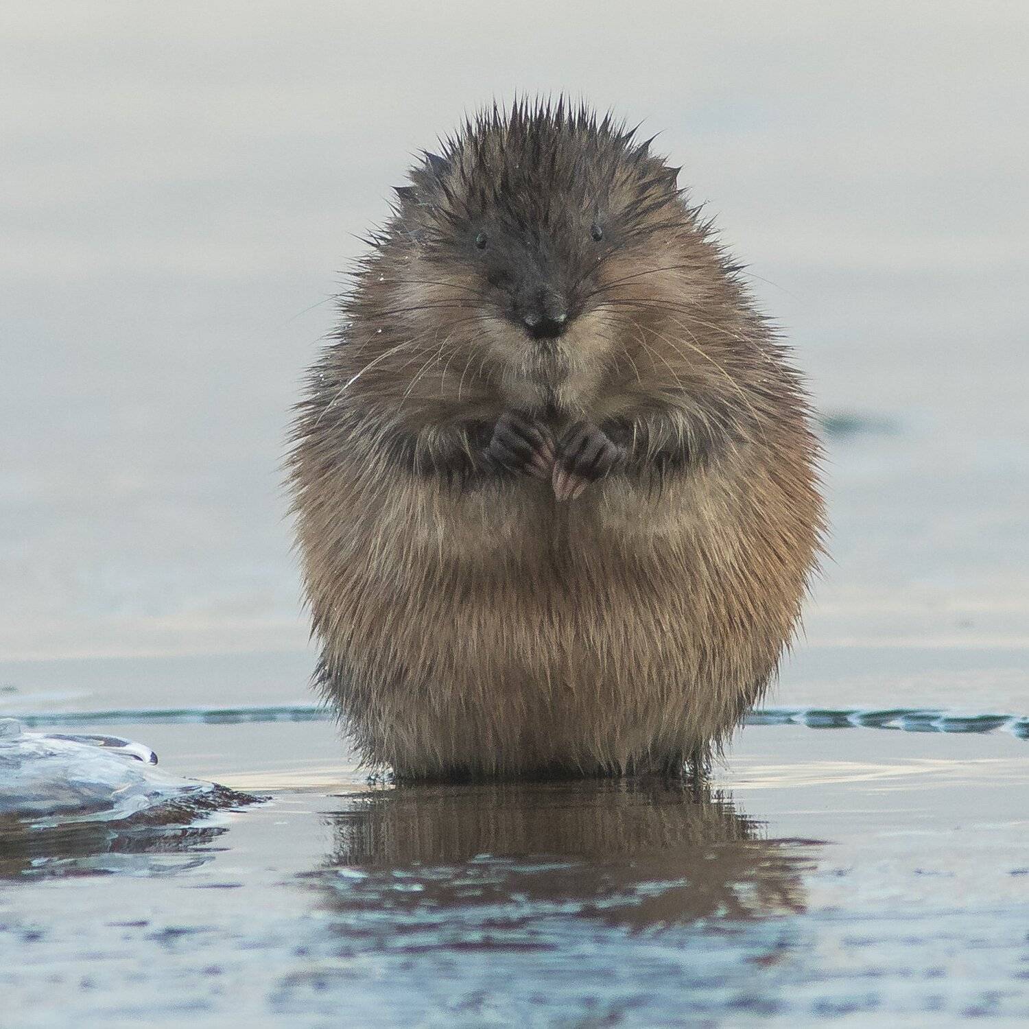 ондатра, Суслов Дмитрий