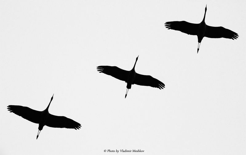 Trio. BW version. Gray Cranes. Серые Журавли. (Lat. Grus Grus). фото превью