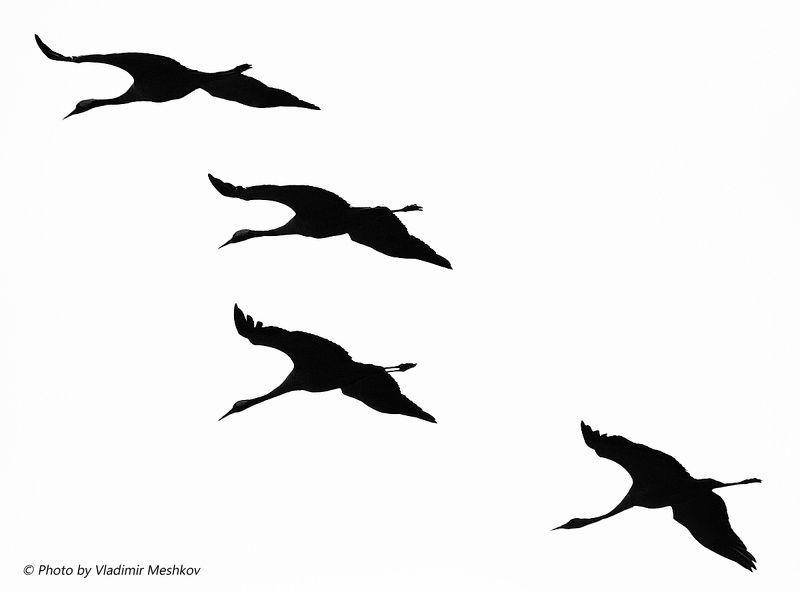 Four. BW version. фото превью