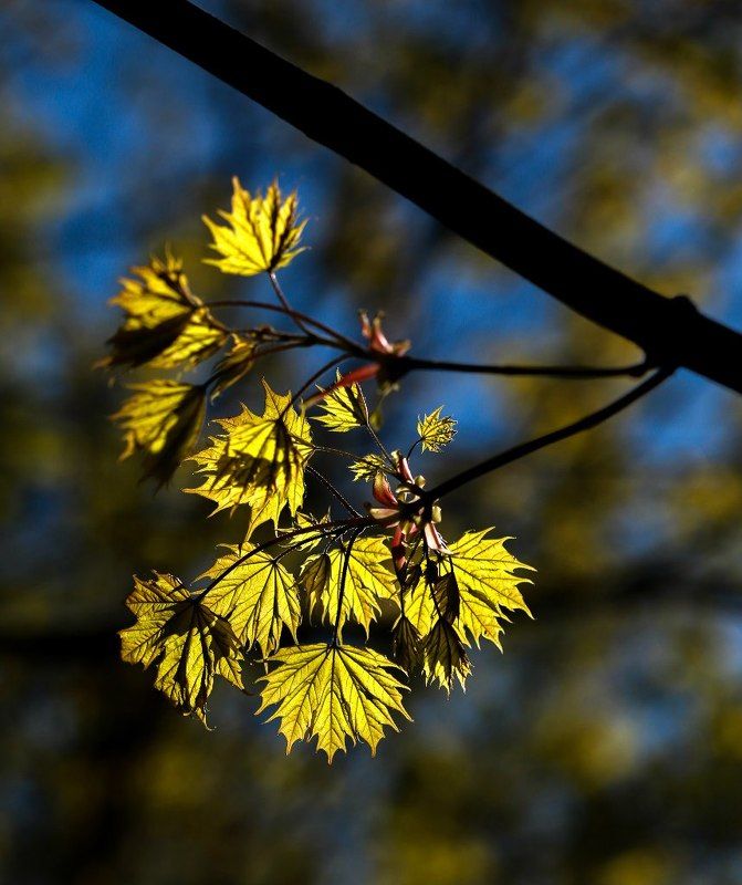 фото превью
