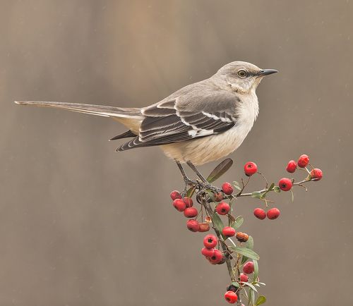 Любитель ягод - Многоголосый пересмешник (Northern Mockingbird)