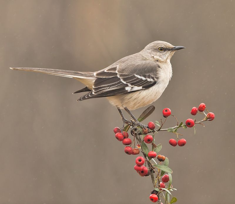 многоголосый пересмешник, northern mockingbird, пересмешник Любитель ягод - Многоголосый пересмешник (Northern Mockingbird) фото превью