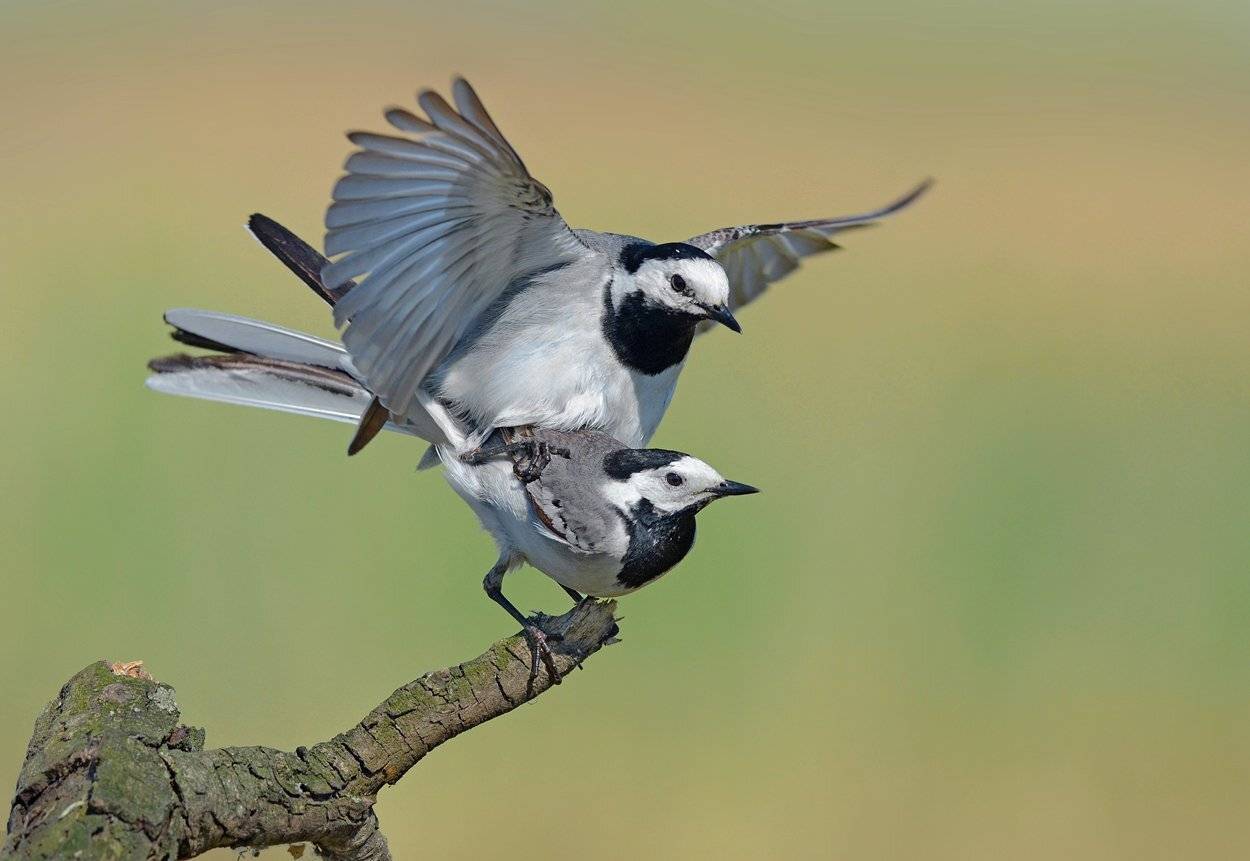 трясогузки,пара,весна,брачное поведеник, Иван