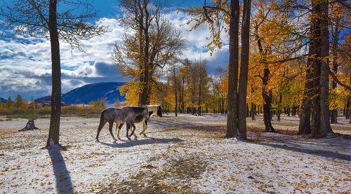 Прогулка осенним утром