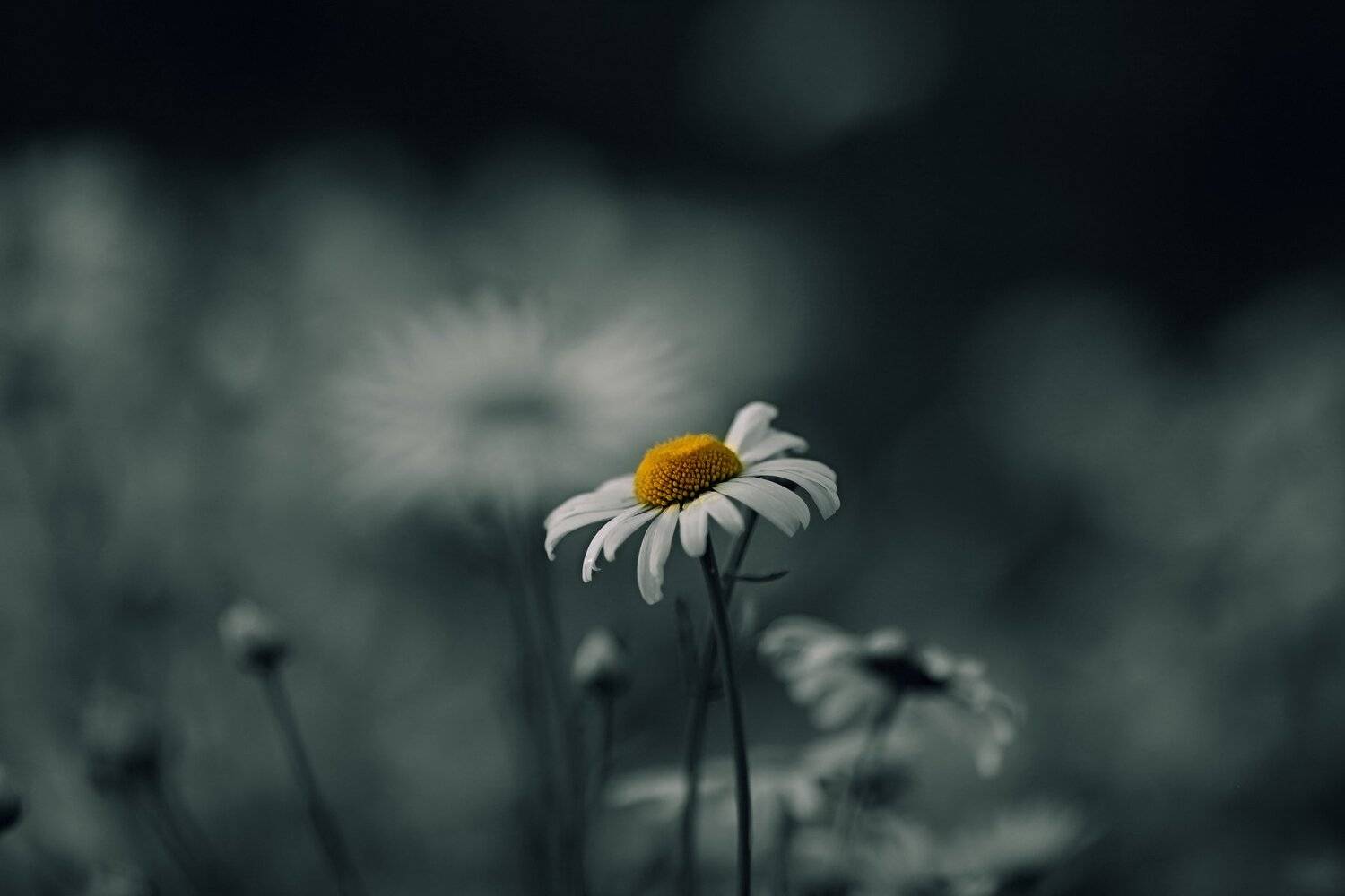 ромашки цветы природа помолейко pomoleyko многолетние цветковые растения семейства астровые asteraceae matricaria camomile daisy chamomile, Павел Помолейко