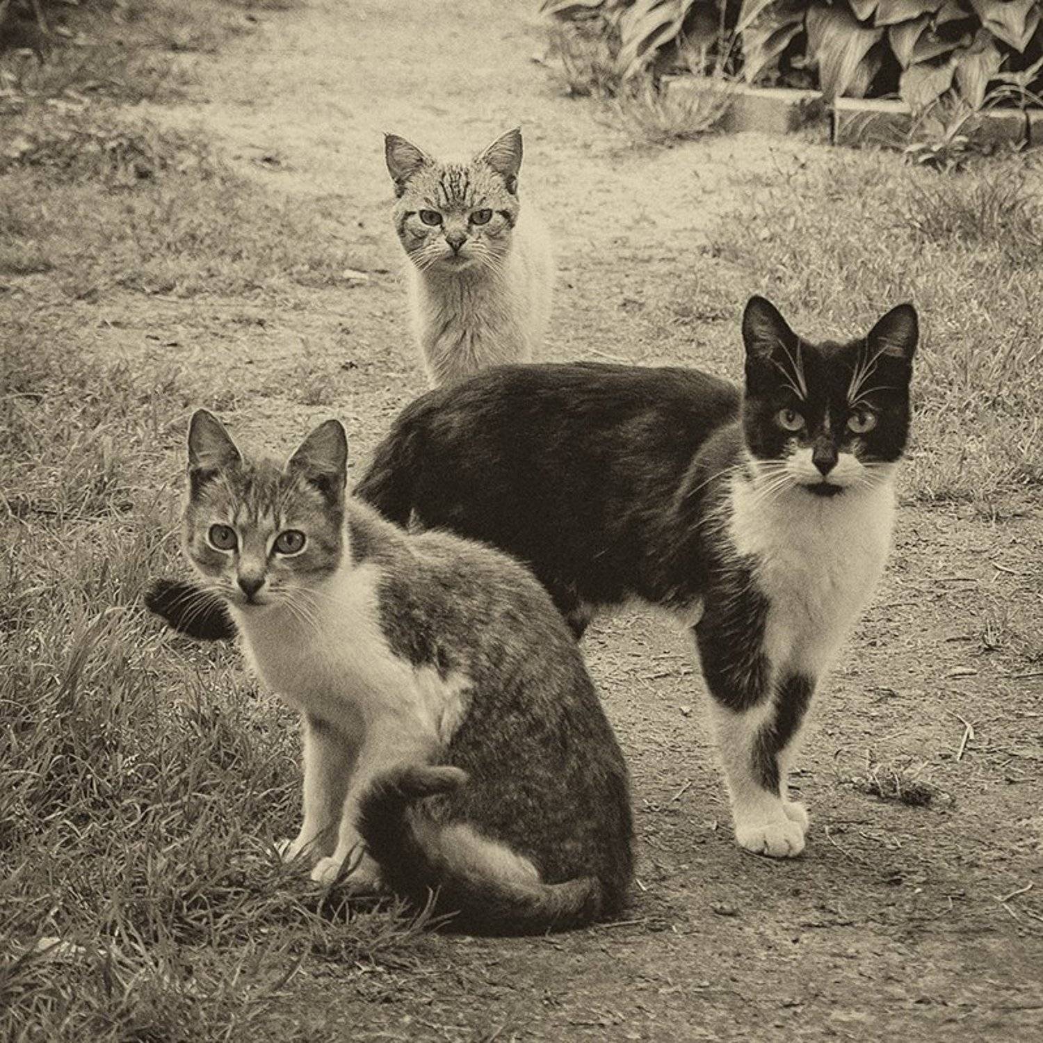 , Лана Тополева