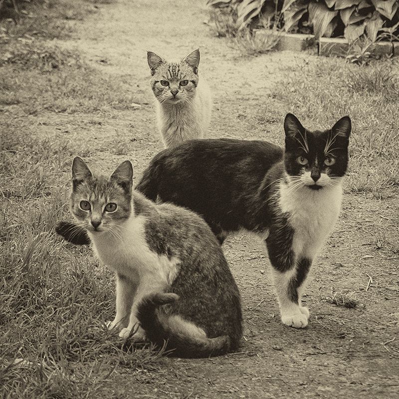 *** фото превью