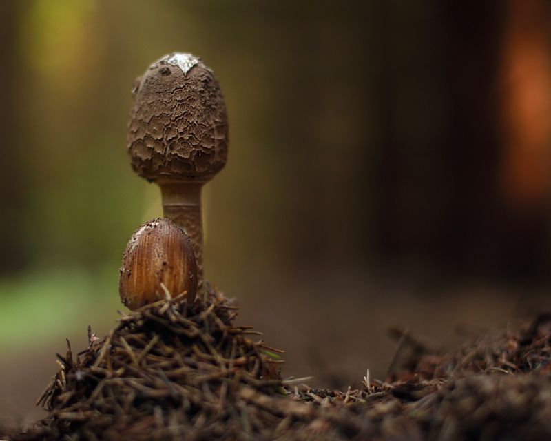 Грибы Зонтики фото превью