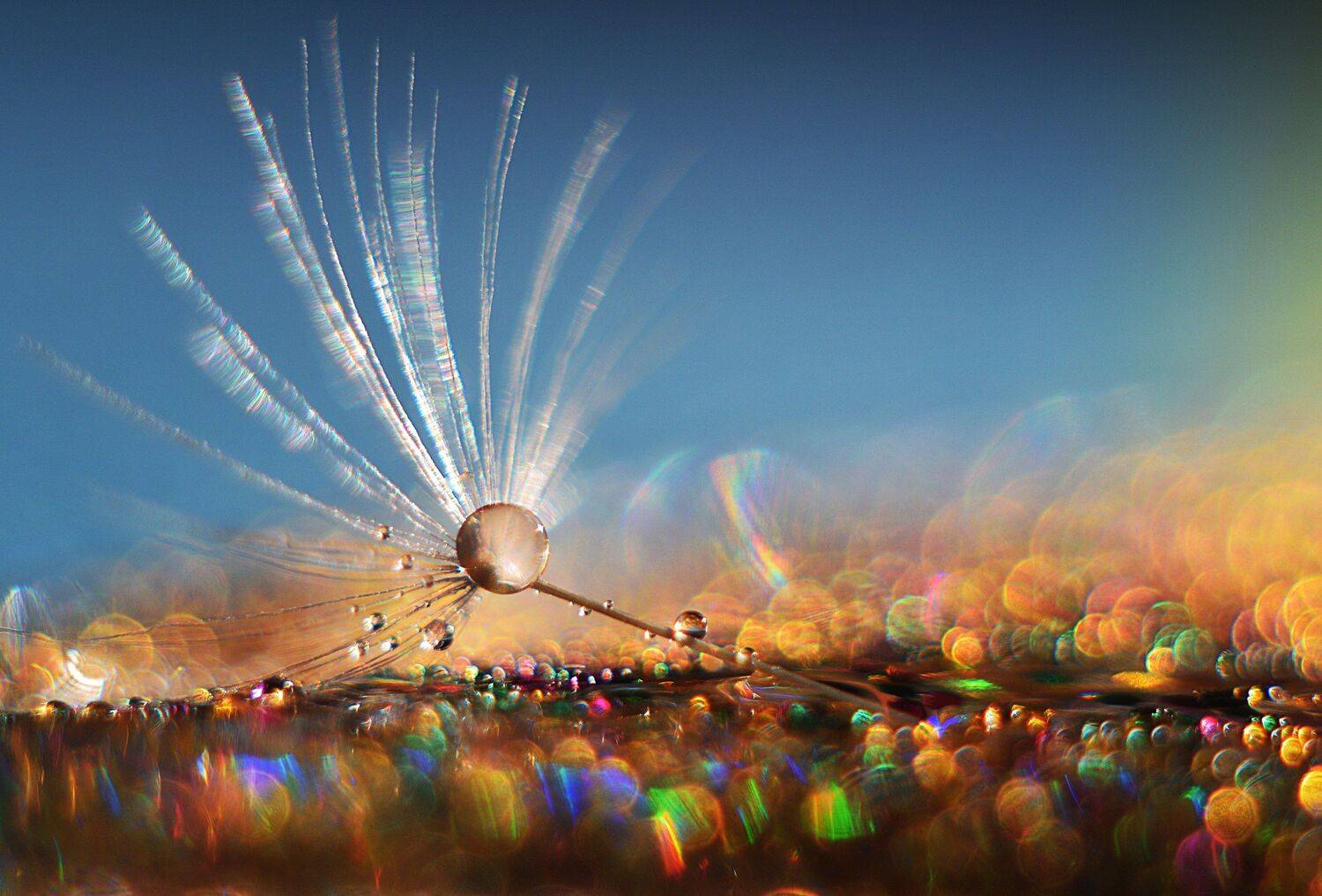 , Лапшина Владлена