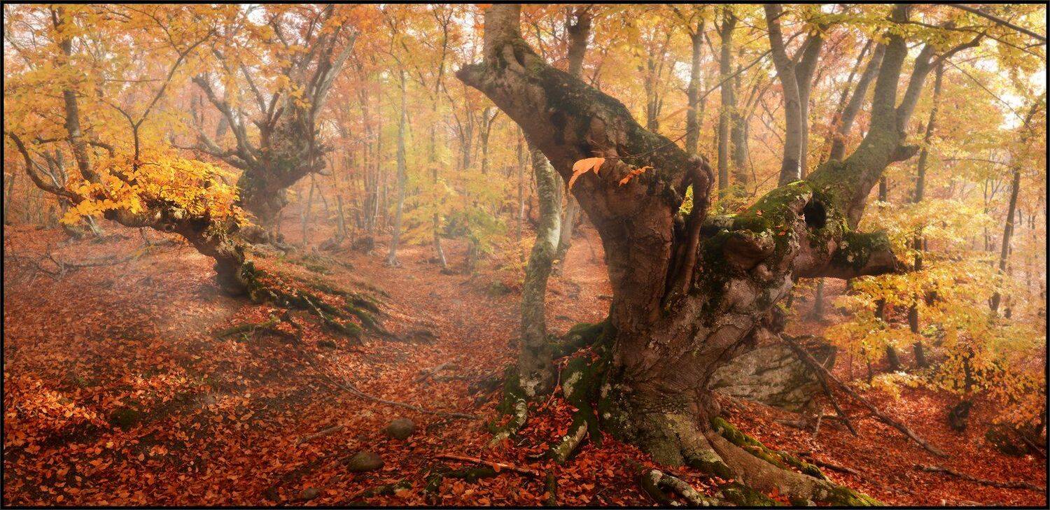 , Владимир Метцгер