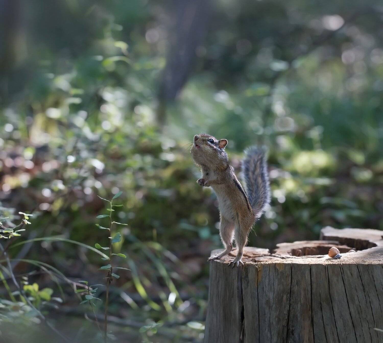 якутия, нерюнгри, бурундук, шишки, Евгения Левина