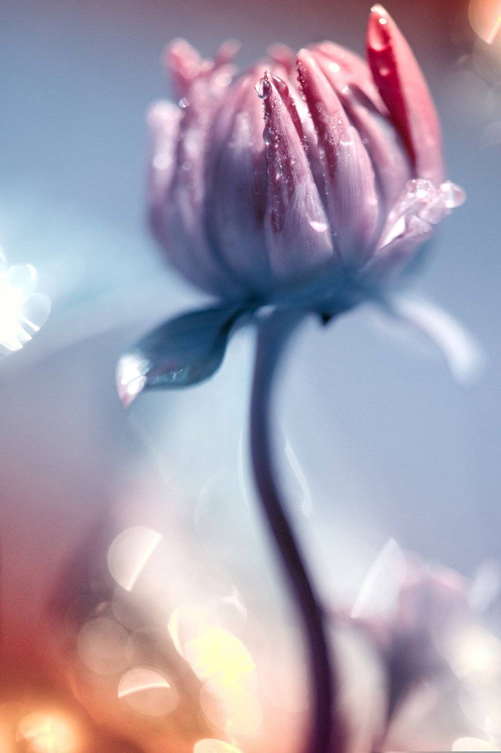 , Kristina Zvinakeviciute