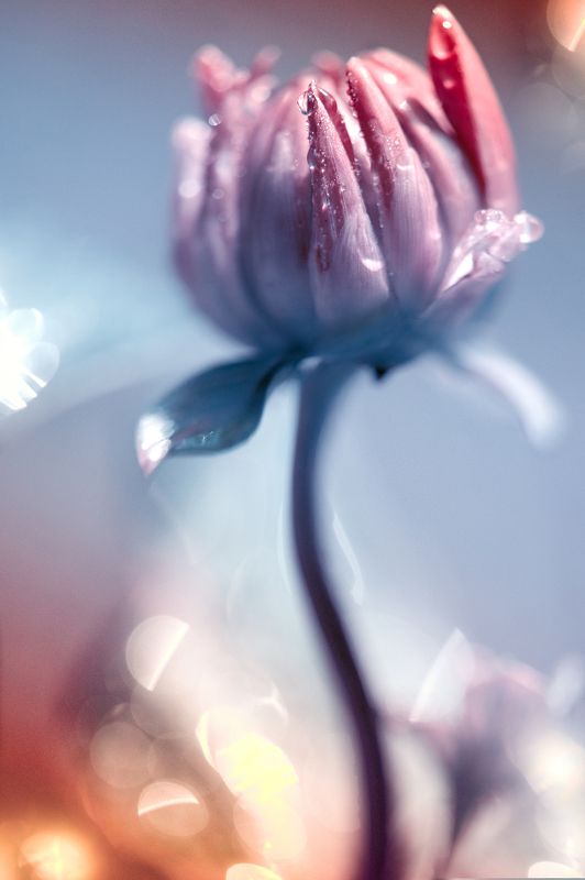 ...другие цвета фото превью