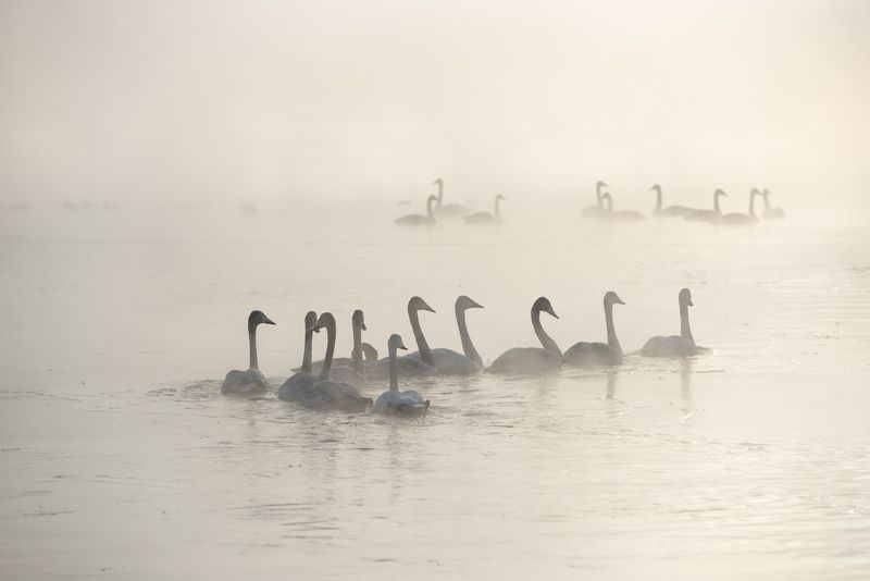Танец маленьких лебедей фото превью