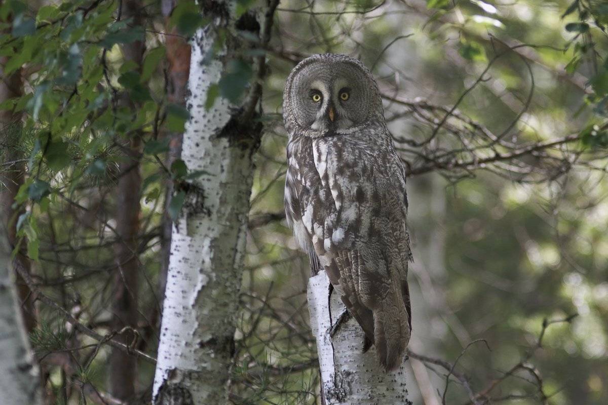борадатая, неясыть, сова, Алексей