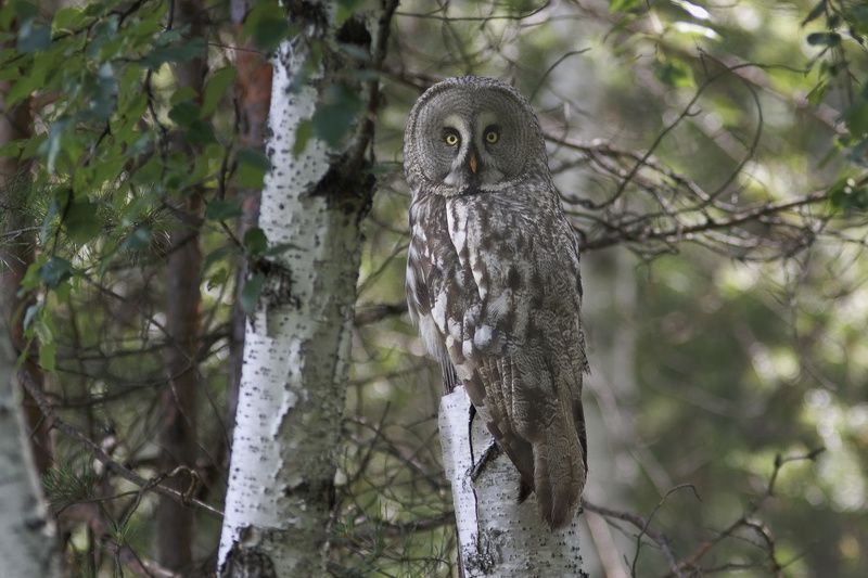 борадатая, неясыть, сова  фото превью