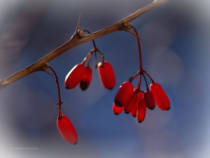 кустарник, барбарис, макро, ноябрь, январь, осень, зима, природа, nature, Bérberis Барбариски фото превью