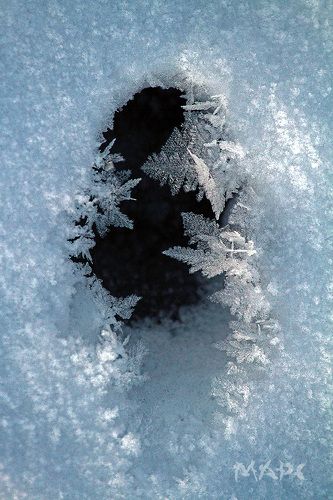 Лисий след.