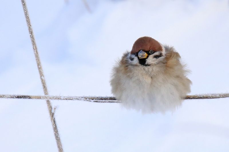 полевой, воробей, passer montanus, tree sparrow, - Сам ты толстый! фото превью