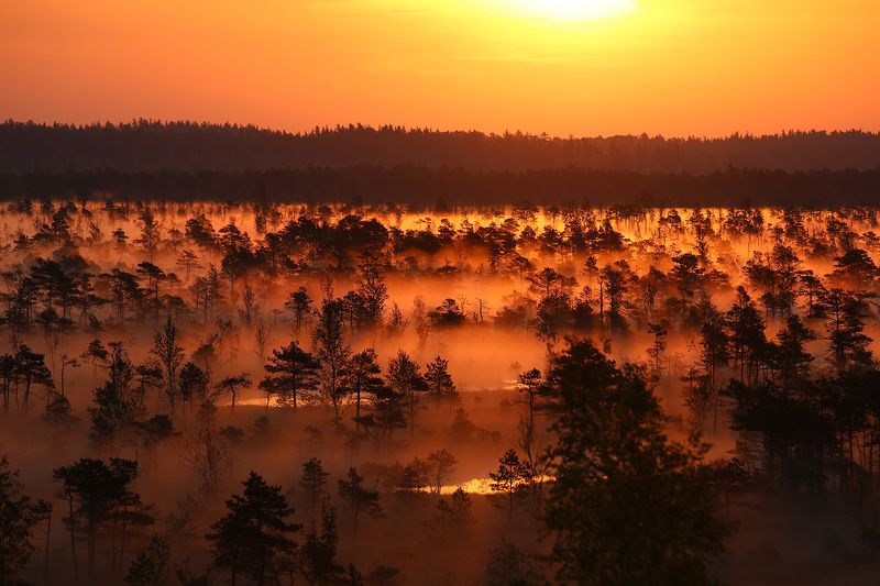 ночь, улица, фонарь, аптека, утро, болото, солнце, туман, С добрым утром! фото превью