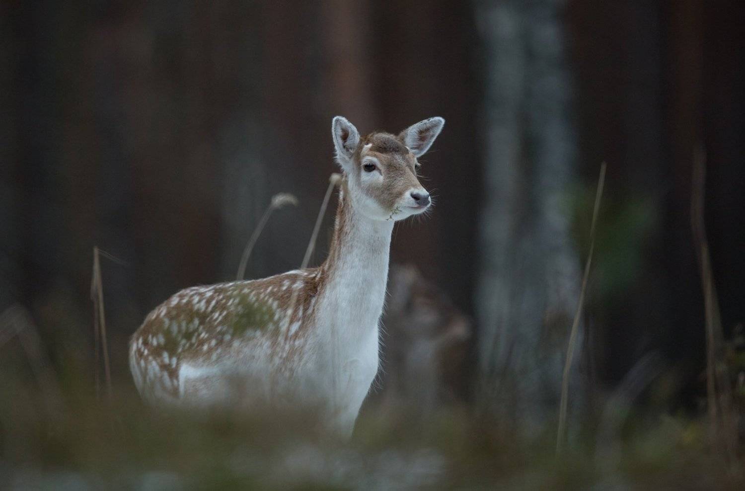 , Андрей Шимчук