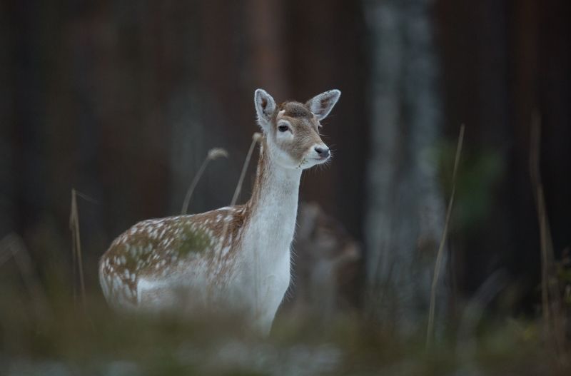 Лань. фото превью