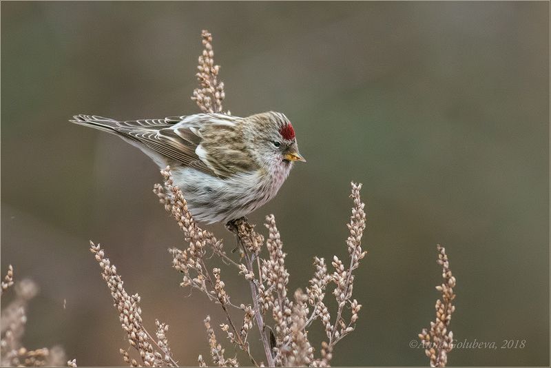 птицы, природа, чечётка, acanthis flammea, common redpoll, самец, зима, январь, 2018, москва, куркино Чечётка фото превью