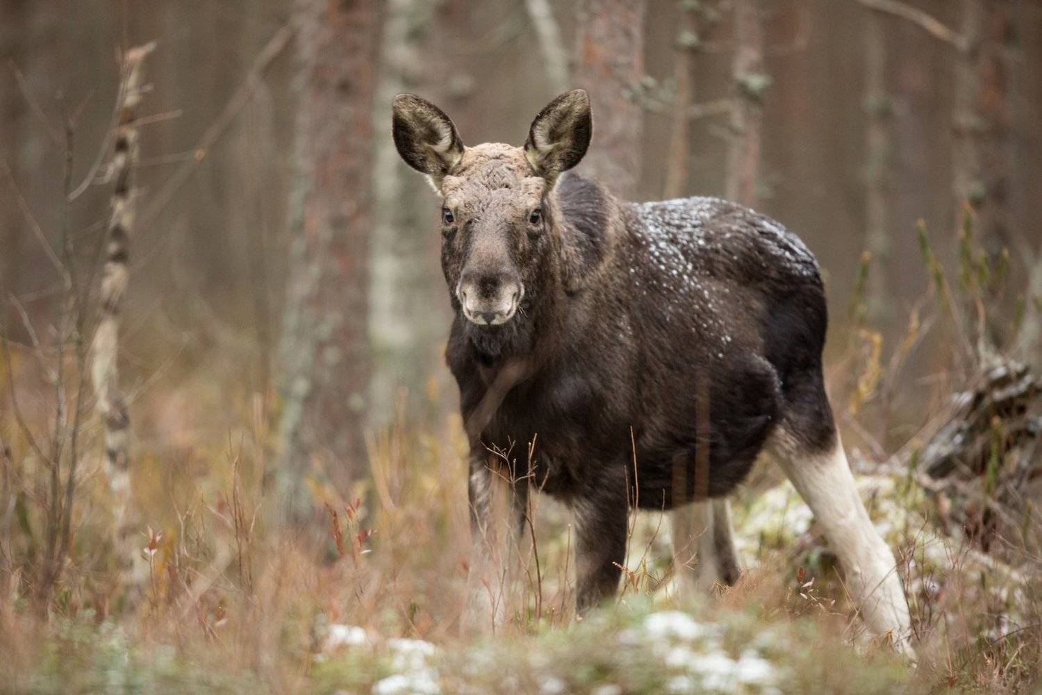 , Андрей Шимчук