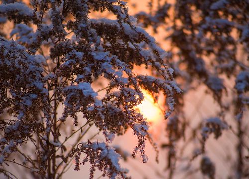 Запуталось в траве Солнышко...;)