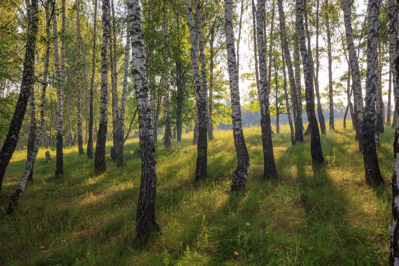birch, grove,forest,morning,rays,fog,sun,summer,grass, Birch фото превью