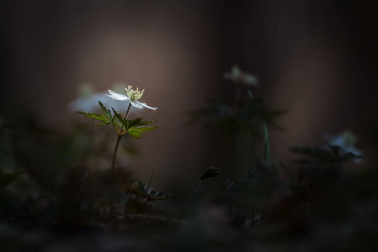 , Шинкарева Елена