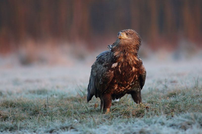 Suprised White tailed eagle фото превью