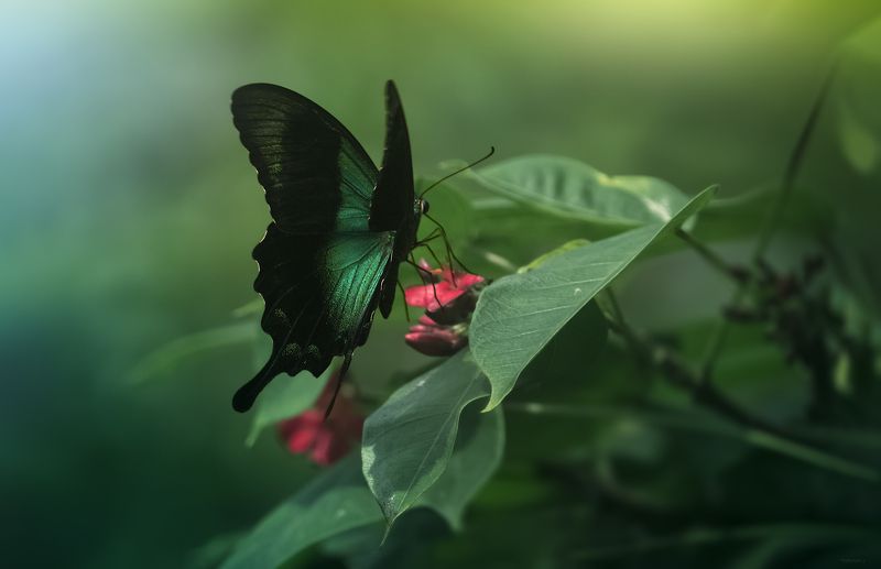 природа, бабочки, макро, индонезия Изумрудное утро фото превью
