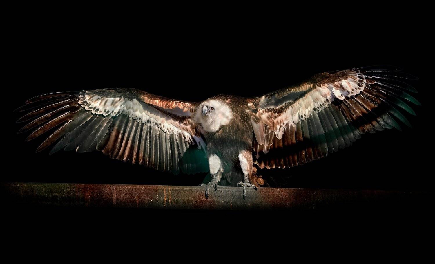 сип белоголовый, Олег Богданов