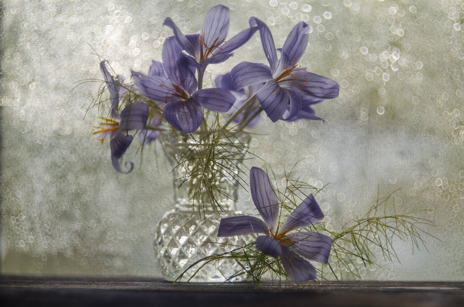 , Елена Вапняр