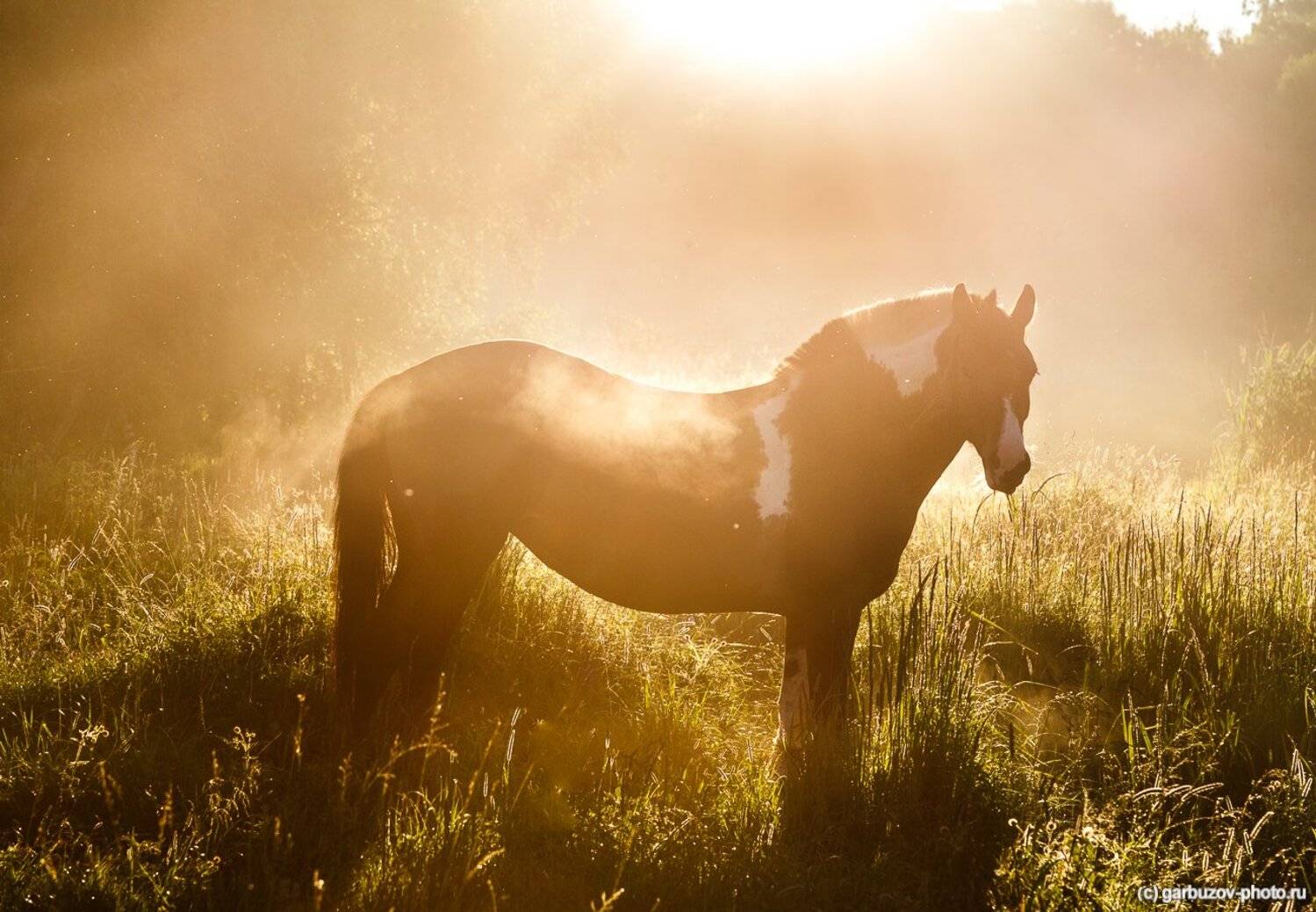 , Гарбузов Илья