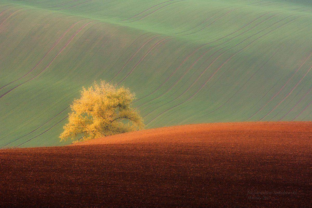 , Jarosław Sokołowski