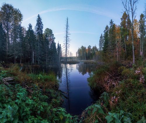 Утро в Вепсском лесу