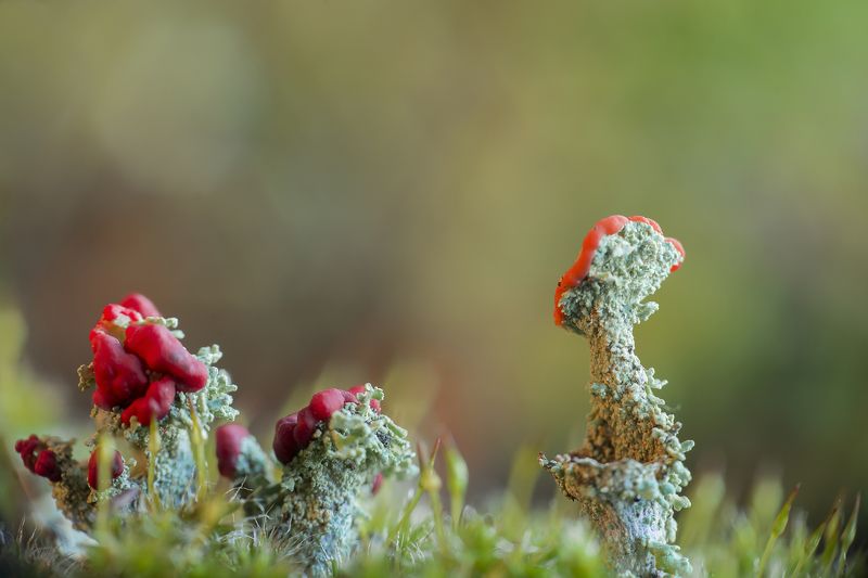 лишайники, мох, макро, природа, естественный, маленький, лишайников  -  LICHENS фото превью