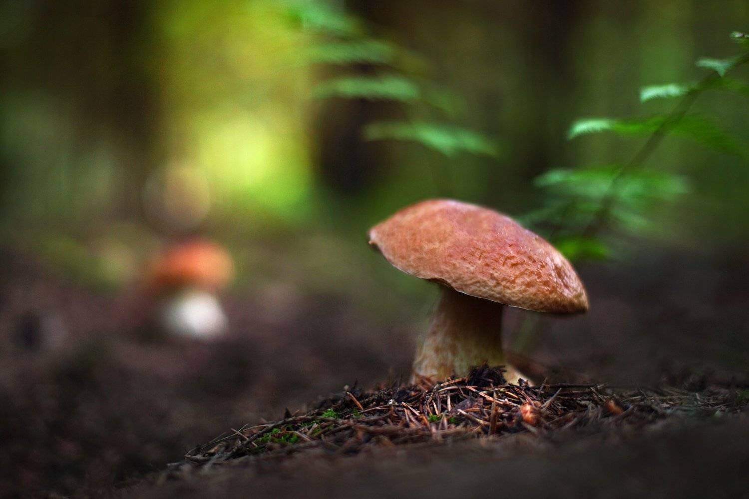 , Вадим Морозов