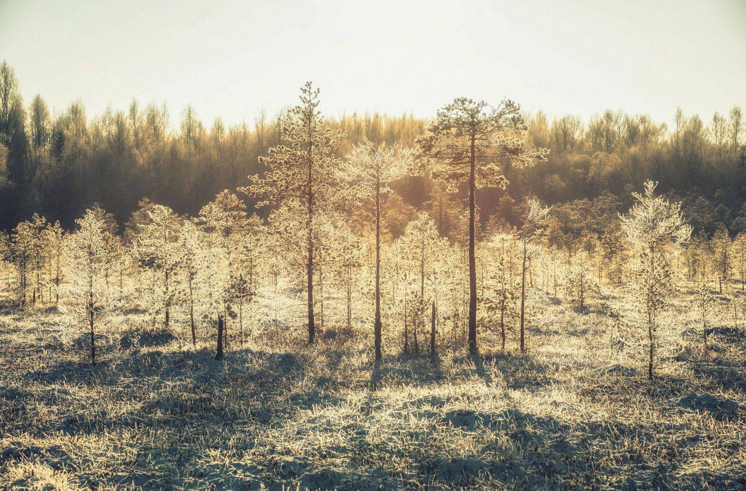 природа, сосны, лес, болото, утро, иней, Дмитрий Иванов