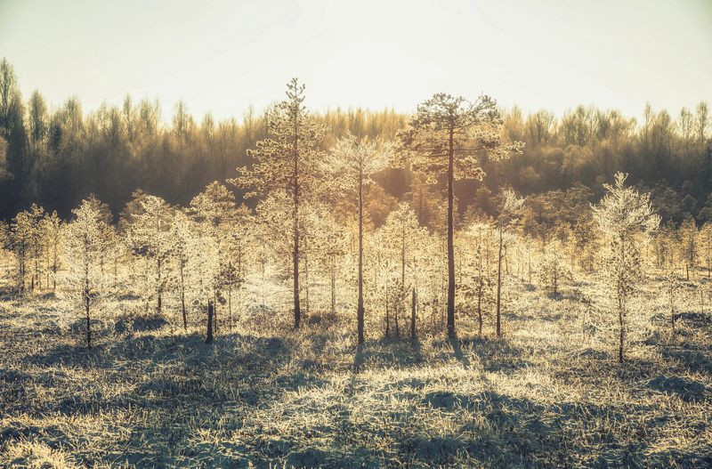 природа, сосны, лес, болото, утро, иней Утренний иней фото превью