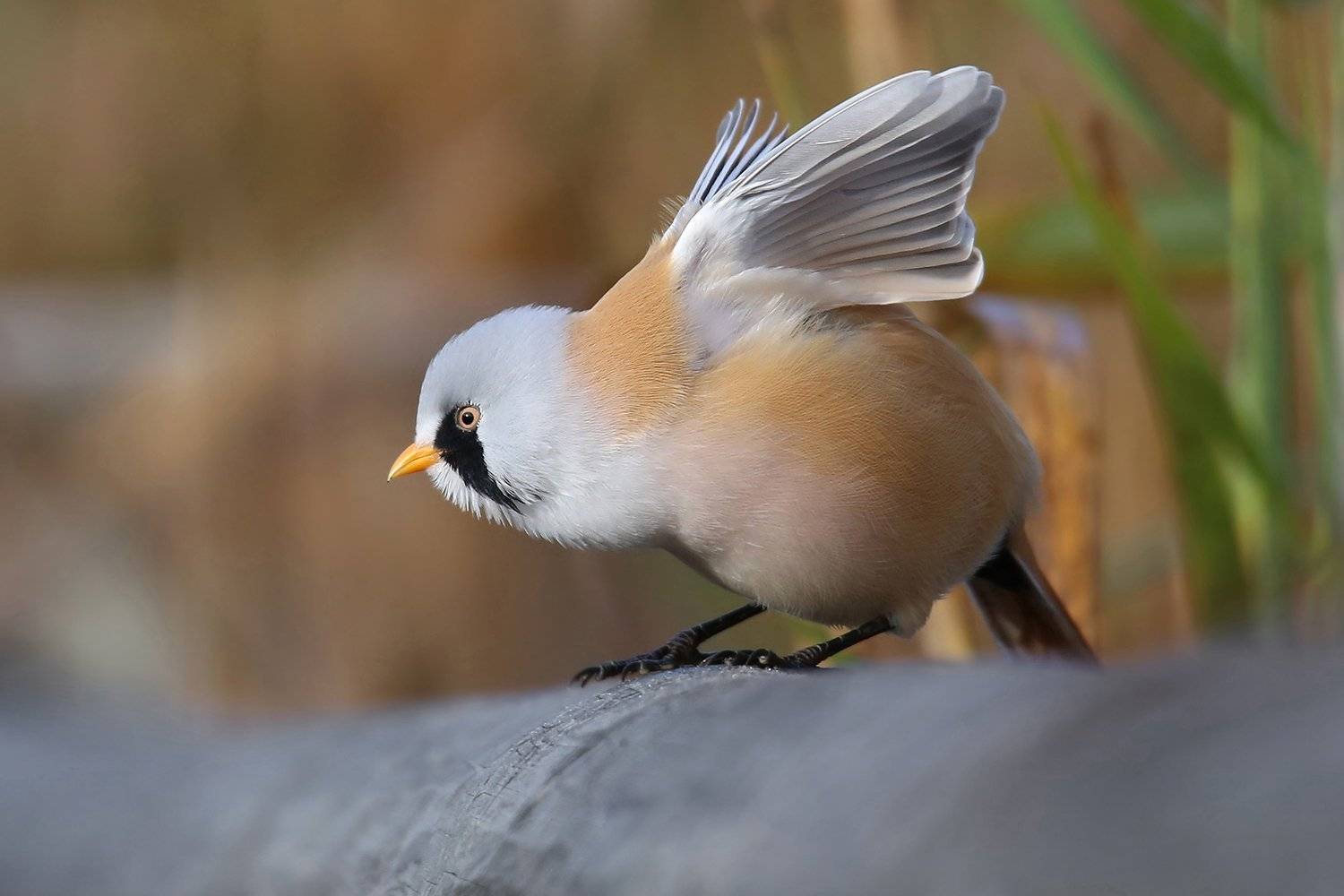 усатая, синица, самец, bearded tit, panurus biarmicus, bārdzīlīte,, Виктор Иванов