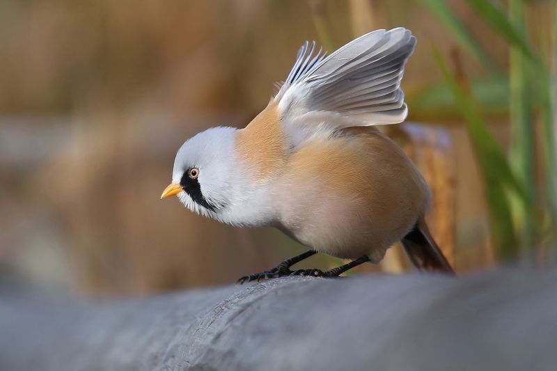 усатая, синица, самец, bearded tit, panurus biarmicus, bārdzīlīte, Пьеро. На бис. фото превью