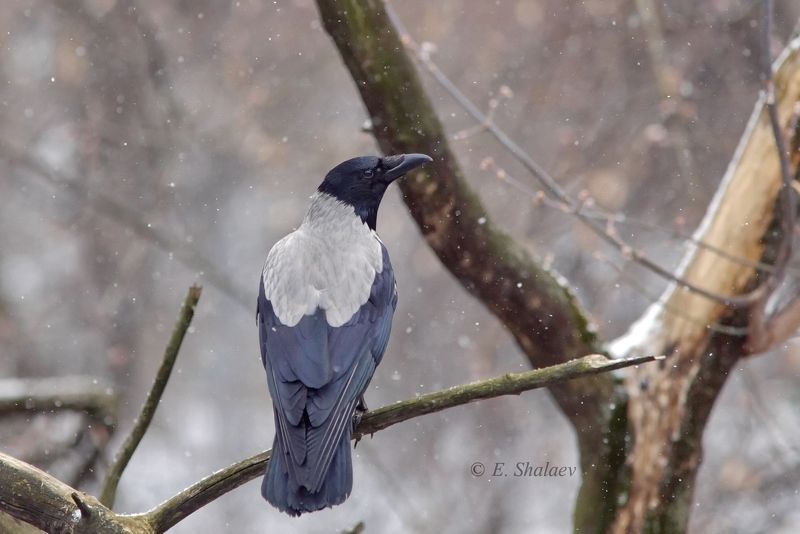 birds,птица,птицы,фотоохота,ворона, corvus cornix,серая ворона,фотоохота «Падал прошлогодний снег» фото превью